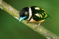 Lobos zlutocerny - Eurylaimus ochromalus - Black-and-yellow Broadbill o7121